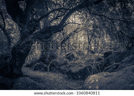 Haunted forest of Sasseto in Lazio, Italy