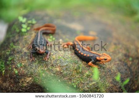 The crocodile salamander has been found on Doi Inthanon, the highest mountain in Thailand. Couple. Close-up, Green background.