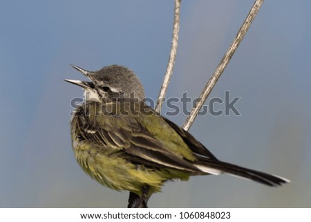 Yellow Wagtail (Motacilla flava) in the nature