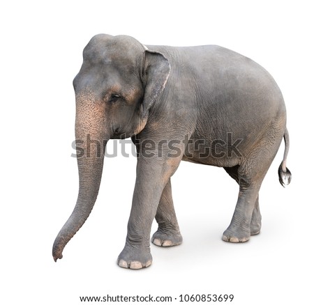 Indian elephant isolated on white