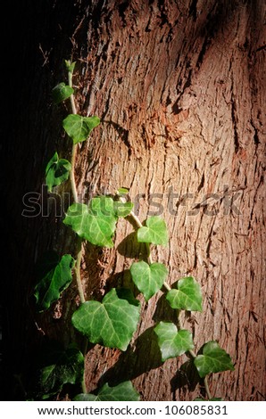  Leaf of ivy. Symbol of spring and ecology concept.