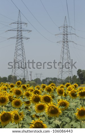 DRAMA, GREECE - JUNE , 24 : a field of biofuels sunflowers with background power pillars on June , 2012 in Drama, Greece.
