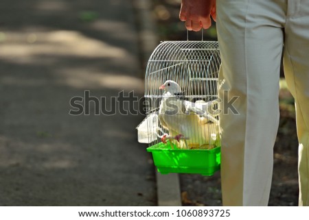 Man carries white doves in an iron cage. Horizontal view.