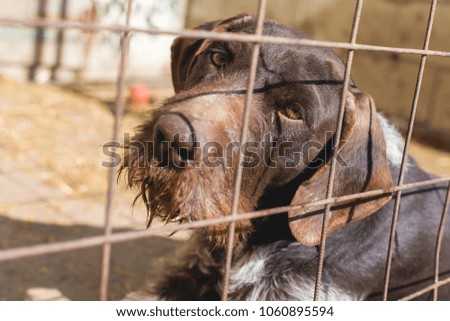 Sad dog behind the bars, Hunting dog with sad eyes