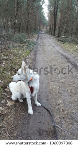 White wolf husky dog on a walk in the green forest
