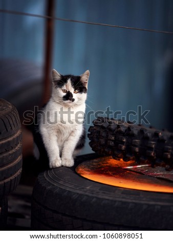 abandoned kitten sits on the wheel. portrait of a lonely hungry cat 