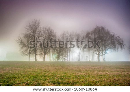 Misty forest during a foggy winter day