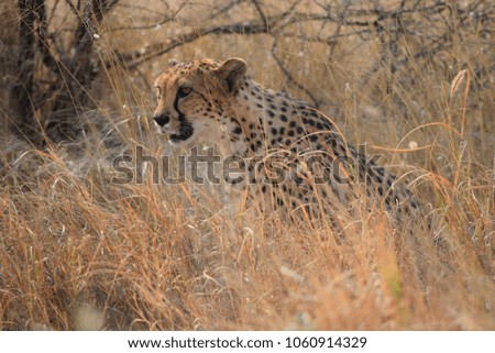 Cheetah at a Private Sanctuary in Namibia Africa