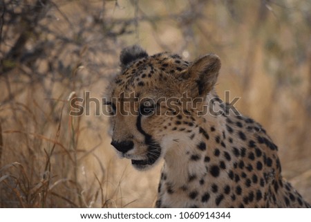Cheetah at a Private Sanctuary in Namibia Africa