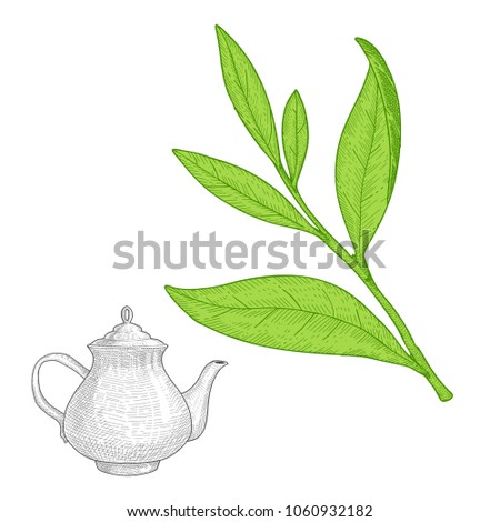 
Teapot and tea tree branch with leaves. Hand drawn vector illustration.