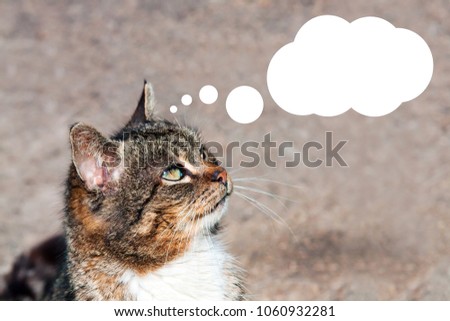 A cat with green eyes on a gray background and a cloud of thought. Soft focusing effect.