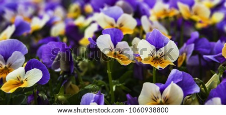 Tricolor viola pansy flowers background.