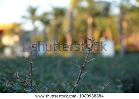 Dry and live herbs, plants and branches at sunset, abstract nature background.