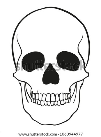 
outline vector skull in black 
