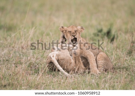 Two lion cubs playing in a savannah in Masai Mara Game Reserve, Kenya
