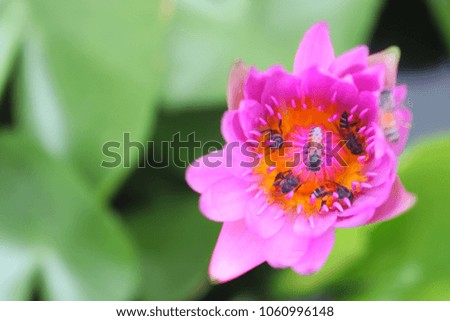 Group of bees seek for food inside pink lotus in the pond.