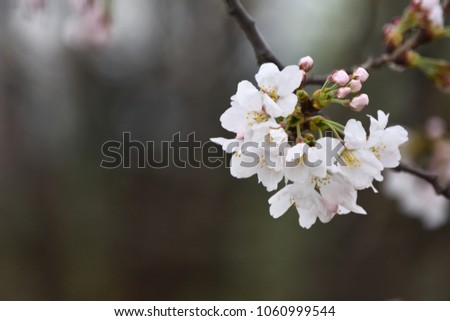 Blossoming of White cherry blossoms in spring time. (Floral background)