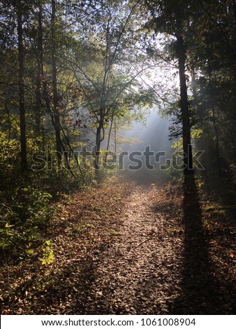 Abandoned park at the daybreak. Sun rays through branches and foliage. Quiet early morning in the autumn park. Empty tranquil forest. Trail covered with foliage. Foggy and misty air.