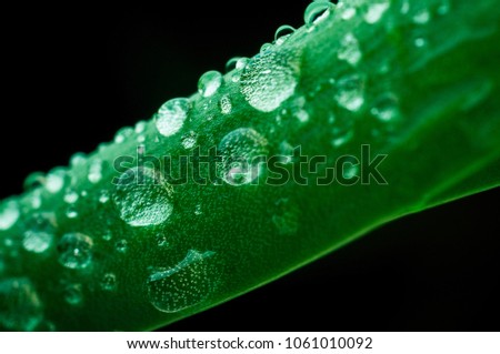 Drops of water on the leaf of aloe vera. Black background. Macro photography