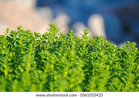 Small green plants in the defocused atmosphere. Moss and fern. Background