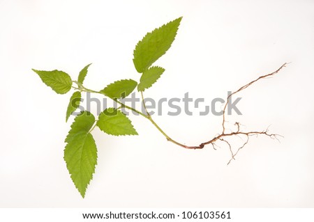 Raspberry-young plant on white background