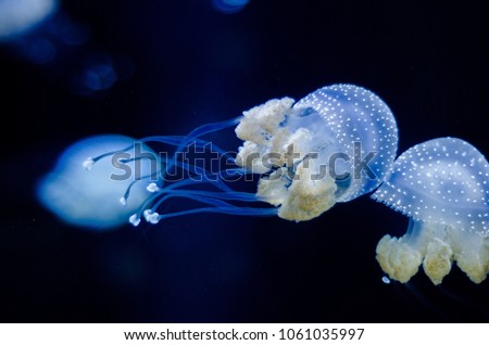 jellyfish floating in water