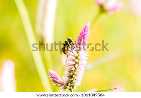 grass flower at sunset with mountain scenery background in green nature,yellow flower grass impact sunlight