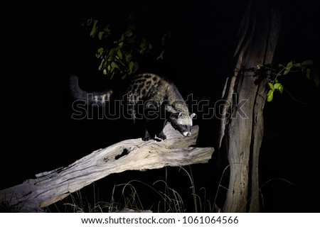 African civet, Civettictis civetta, night photo of wild, largest civet standing on tree trunk. Nocturnal animal. African wildlife photography, self drive safari in Moremi national park, Botswana.