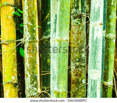 A close shot of bamboo stems in a forest with many colors