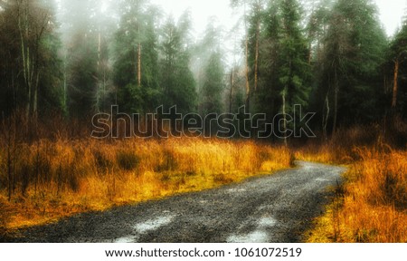 Misty autumn in the forest with a path. 
