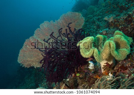 Beautiful and colorful soft corals in the Ceram sea, Misool, West Papua, Indonesia
