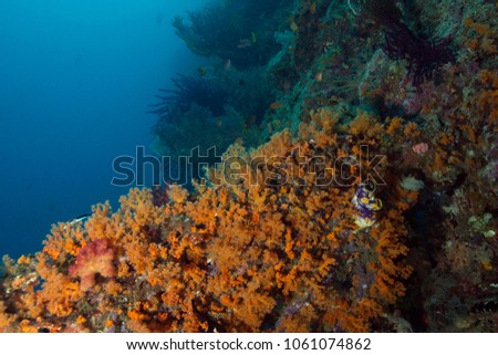 The Colony Flower Tree Coral (Scleronephthya sp.). Riot of colors of underwater world.