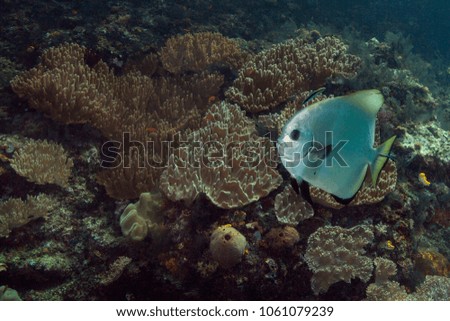 Beautiful  soft corals and batfish in the Ceram sea, Misool, West Papua, Indonesia