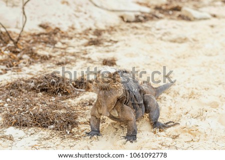 Large scaly Iguana close-up against a background of sand