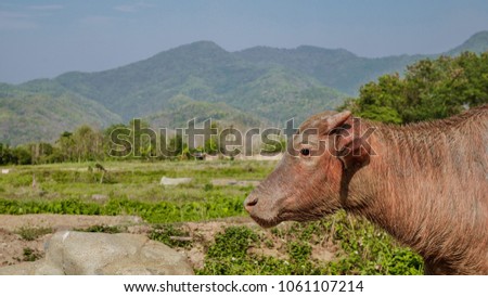 head of baby albino buffalo on right of pictures and mountain background