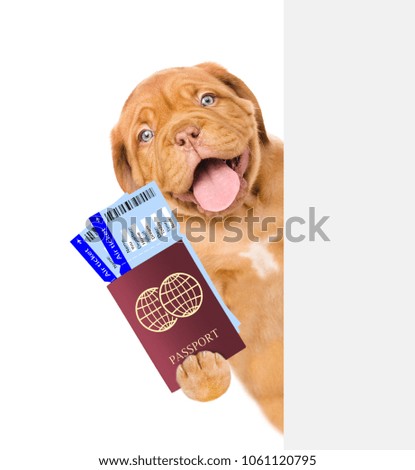 Happy puppy holds airline tickets and passport behind white banner. isolated on white background