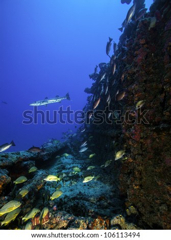 The front of the superstructure on the USCG Duane in Key Largo, Florida. A sunken shipwreck in the John Pennekamp State Park. With fish swimming all around the corals. Royalty-Free Stock Photo #106113494