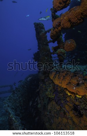 Colorful coral with fish swimming around growing on the USCG Duane in Key Largo, Florida. In the John Pennekamp State Park Royalty-Free Stock Photo #106113518