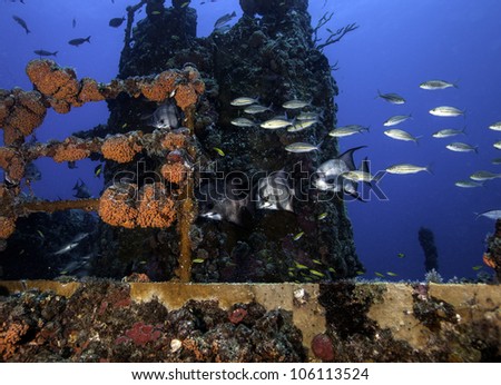 Atlantic Spadefish swimming on the coral encrusted shipwreck USCG Duane in Key Largo, Florida in the John Pennekamp State Park. Royalty-Free Stock Photo #106113524