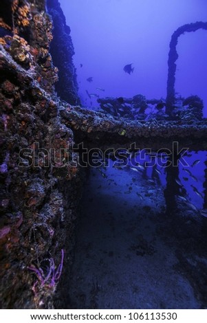 A coral encrusted colorful overhang on the USCG Duane in Key Largo, Florida. Surrounded by a blue water background in the John Pennekamp State Park. Royalty-Free Stock Photo #106113530