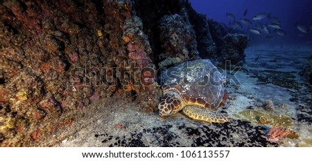 Hawksbill Sea Turtle sound asleep on the USCG Duane in Key Largo, Florida. A sunken shipwreck in the John Pennekamp State Park. Royalty-Free Stock Photo #106113557