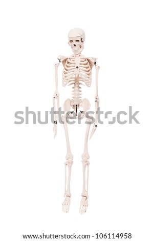 Human skeleton in details isolated on white