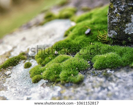 Green moss closeup view
