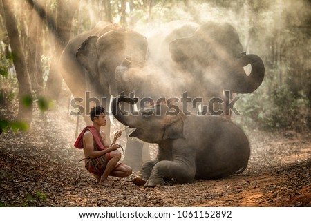 The elephants in forest and mahout with baby elephant  lifestyle of mahout in Chang Village, Surin province Thailand.