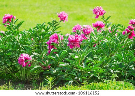 Peonies flower bed on the sunny lawn