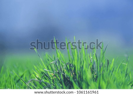 Beautiful and perfect green background by the fresh grass. With a blurry background and perspective.