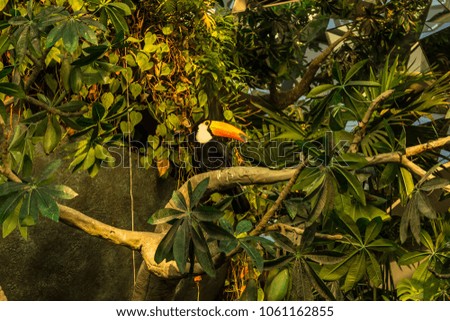 Toucan on a branch in a jungle
