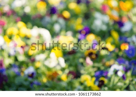Blurred colorful spring flowers bokeh with copy space for design. 
