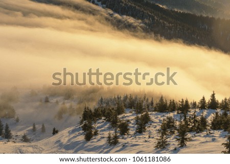 Beautiful foggy landscapes in Carpathian mountains,winter trees,mountain peak,ukrainian nature,sunrises in range,foggy forest