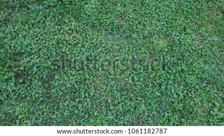 Green grass floor